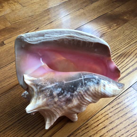 Large Pink-Interior Conch Shell - Picture 5 of 7